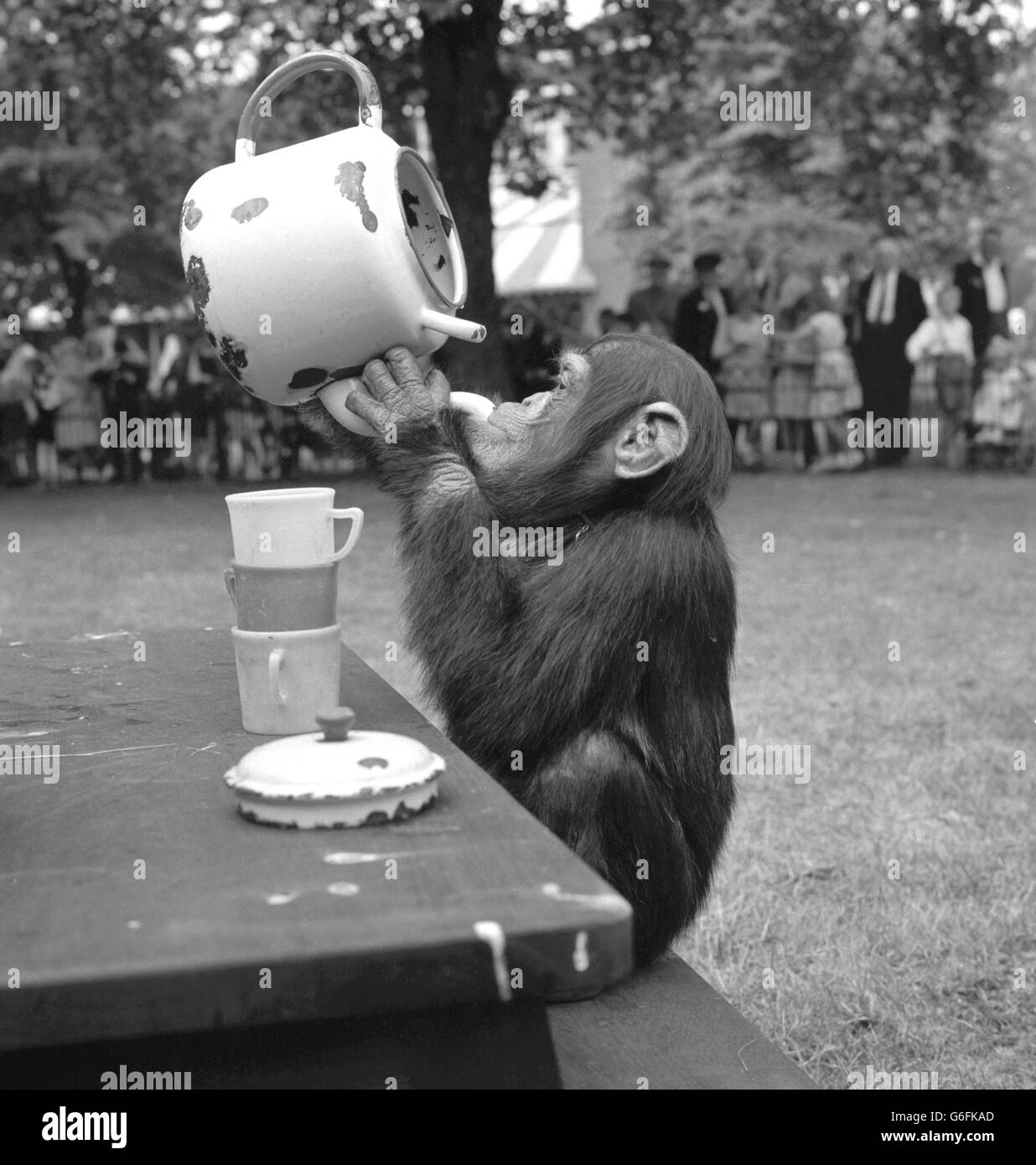 Bei einem Drink direkt aus dem Auslauf des Topfes – ein Trick, den sie vergessen lernen wird, wenn sich ihre Manieren verbessern – nimmt die vierjährige Schimpanse Josie auf dem Hauptrasen im London Zoo im Regent's Park zur beliebten Schimpansen-Teeparty Teil. Stockfoto