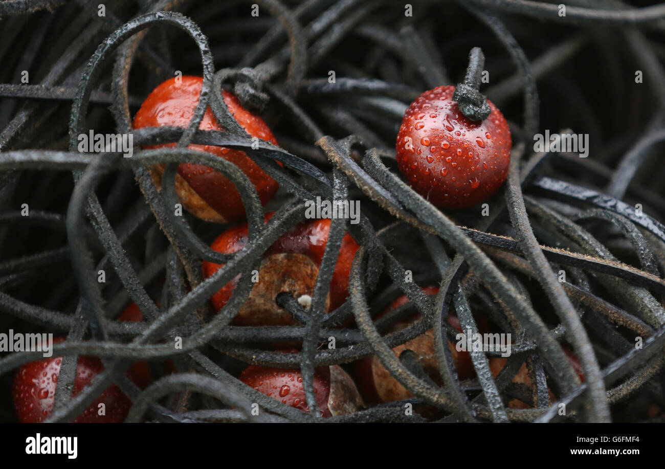 Conkers, als Teilnehmer nehmen an der Conker-Weltmeisterschaft im Shuckburgh Arms in Southwick Northamptonshire. Stockfoto