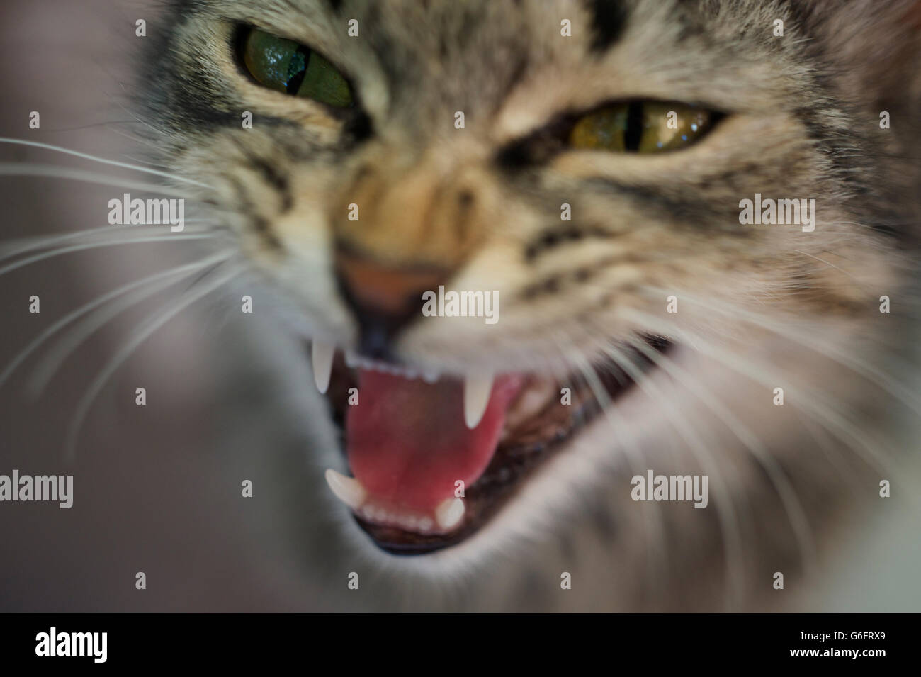 Katze zähne Fotos und Bildmaterial in hoher Auflösung Alamy
