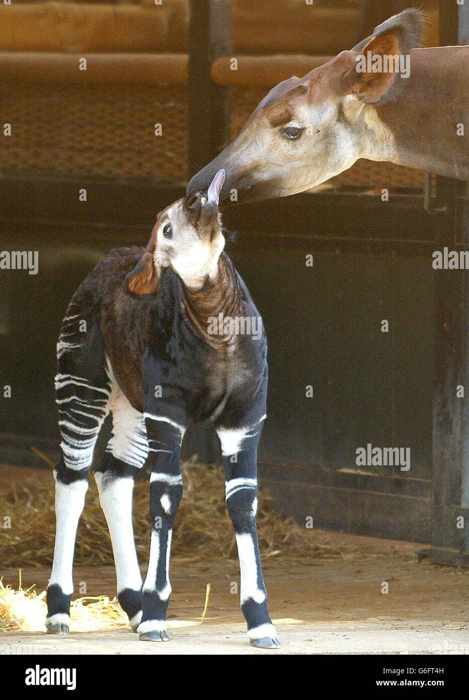 Baby Okapi, Antonia, die zweite, die am 1. Juli im Londoner Zoo geboren wurde, als Teil des Programms für gefährdete Arten. Die Okapi wird oft als Dschungelgiraffen bezeichnet, weil sie ihren bevorzugten Lebensraum tief in den dichten Wäldern Zentralafrikas haben, und man nimmt an, dass sie der einzige lebende Verwandte der Giraffe ist. Stockfoto