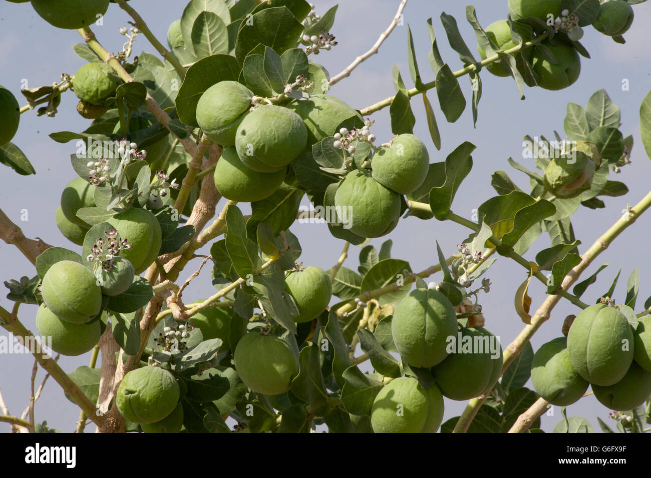 Calotropis Procera ist eine blühende Pflanze in der Definitionen-Familie, die ursprünglich aus N & tropischen Afrika, W & S Asien, & Indochina. Giftig Stockfoto