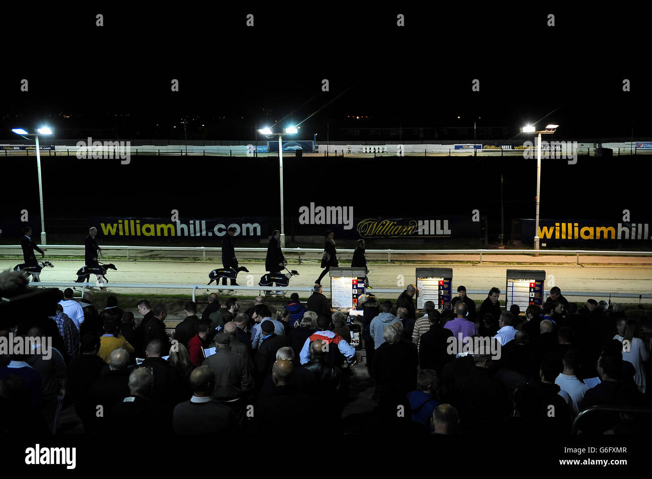 Greyhounds - Newcastle Greyhound Stadium. Die Hunde werden vor einem Rennen auf der Strecke entlang gelaufen Stockfoto