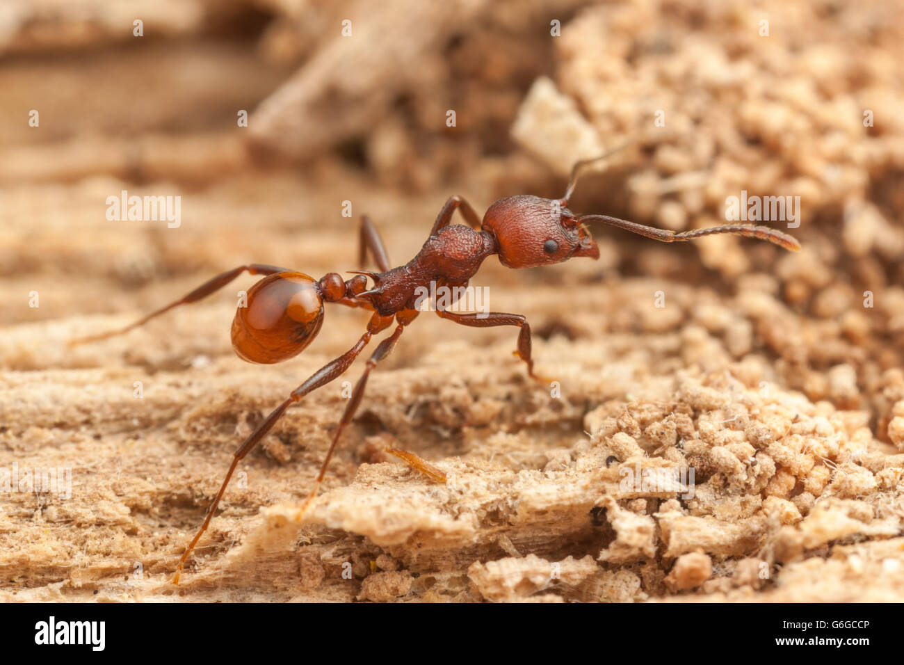 Ein Arbeiter der Wirbelsäule-taillierte Ant (Aphaenogaster Tennesseensis) Futter für Lebensmittel an einem gefallenen toten Baumstamm. Stockfoto