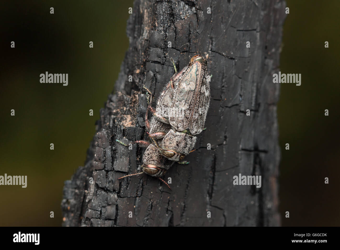 Ein Paar metallische Holzbohrkäfer (Chrysobothris femorata-Artengruppe) paaren sich auf den verkohlten Resten eines verbrannten Baumes. Stockfoto