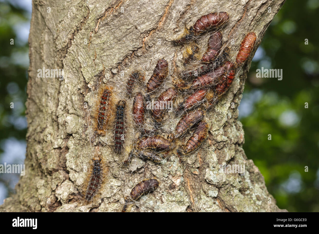 Schwammspinner (Lymantria Dispar) Puppen in verschiedenen Phasen des Übergangs decken Teil einer Eiche. Stockfoto