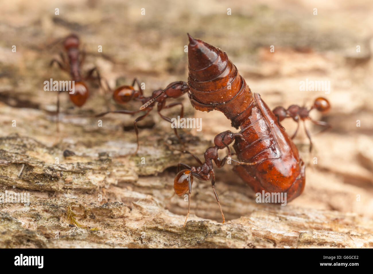 Wirbelsäule-taillierte Ant (Aphaenogaster Tennesseensis) Arbeiter tragen die Überreste einer Motte Puppe zurück zu ihrem Nest von einer Futtersuche Reise Stockfoto