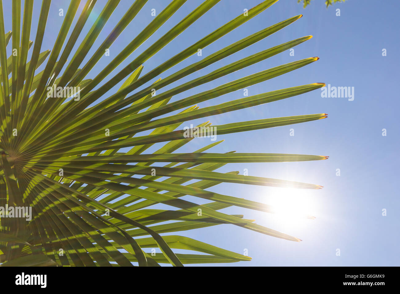 Palmenblättern, blauer Himmel und Sonne Stockfoto