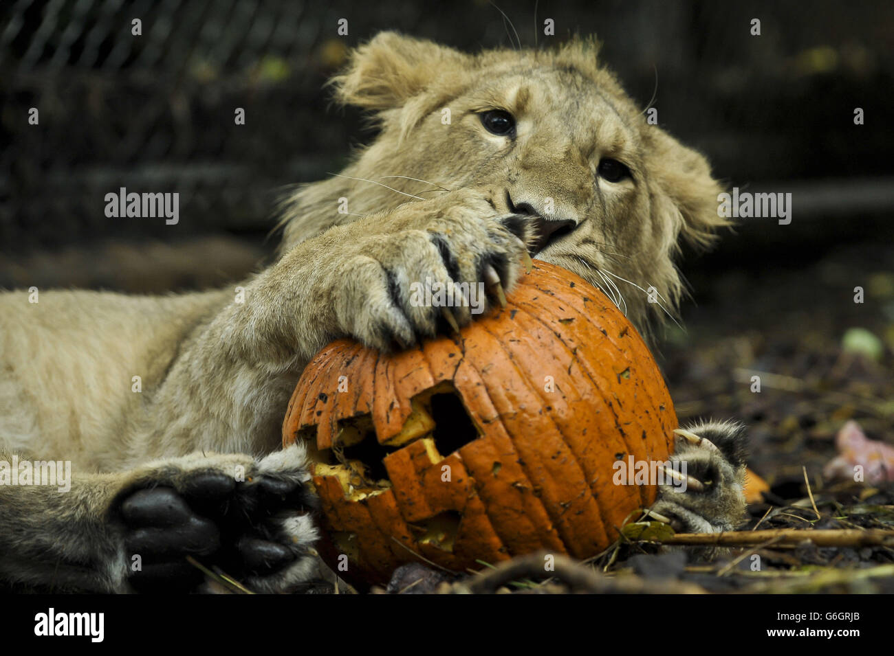 Ketan, das 11 Monate alte asiatische Löwenjunge spielt mit einem geschnitzten Kürbis als Tiere in den Bristol Zoo Gardens, Bristol Genießen Sie in der Trick-or-Treat-Saison gruselige Leckereien und laufen Sie bis zur Hallowe'en Night. Stockfoto