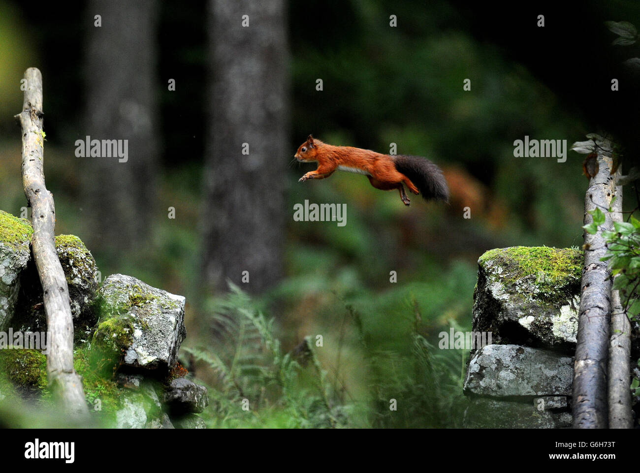 Ein Red Squirrel pflaft entlang einer Steinmauer im Kielder Forest, Northumberland, nachdem er Lebensmittel gesammelt hat. Der Kielder Forest ist mit 250 Quadratmeilen der größte Wald Englands und beherbergt die größte verbliebene Population der Roten Eichhörnchen in England. Stockfoto