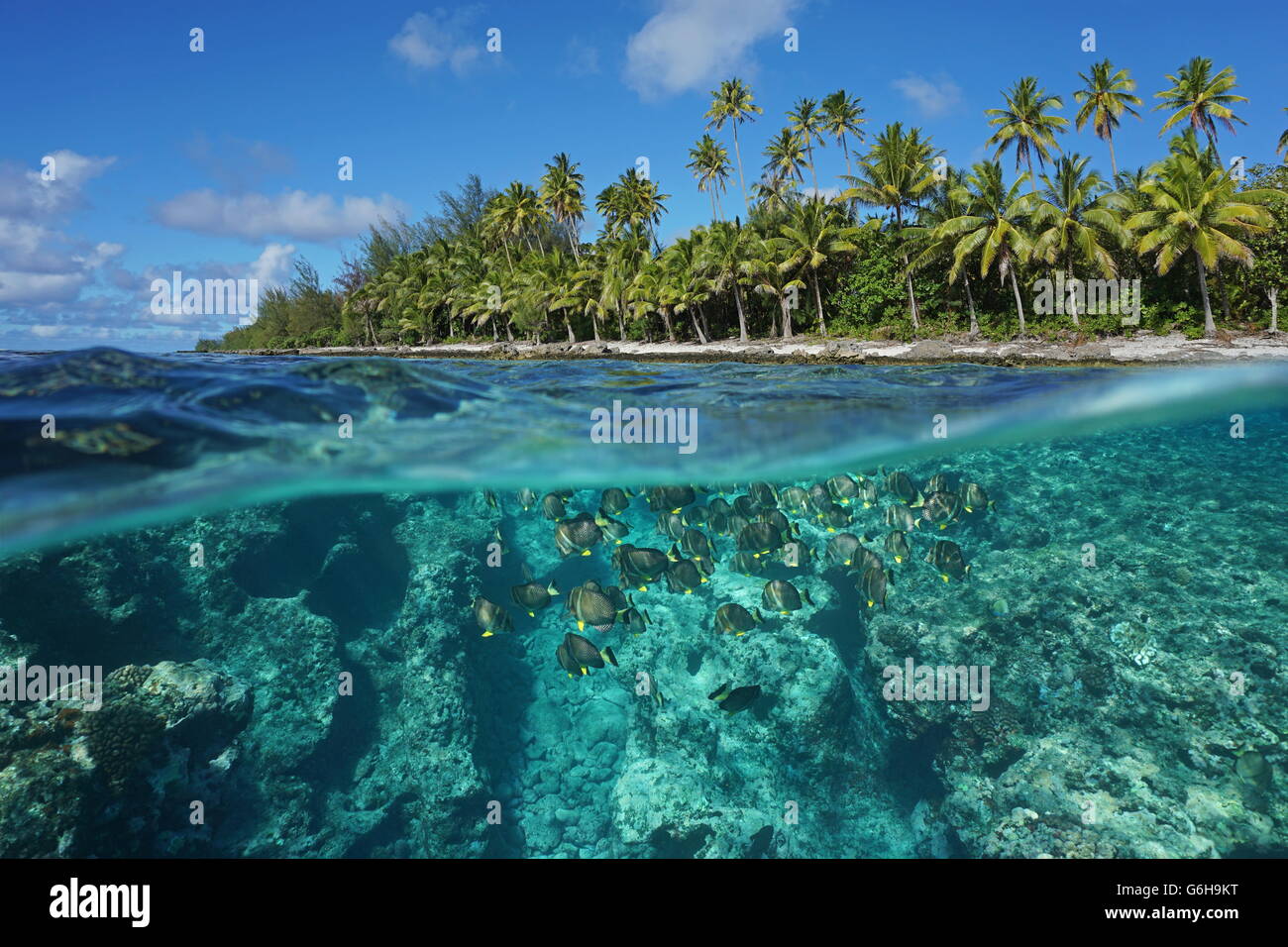 Oberhalb und unterhalb der Wasseroberfläche, tropischen Strand mit Kokospalmen und Riff mit Fisch unter Wasser, Pazifik, Französisch-Polynesien Stockfoto