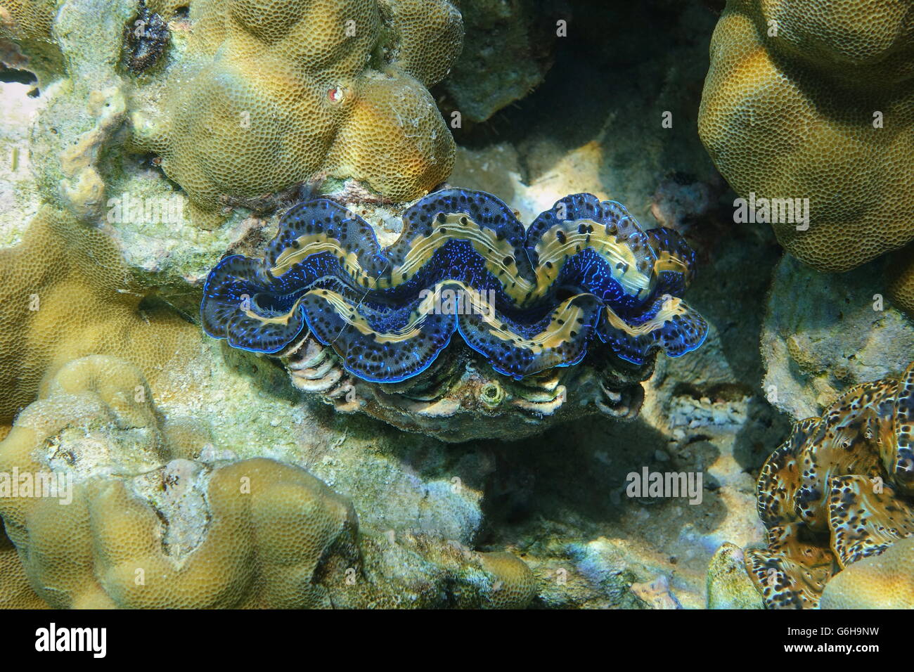 Unterwasser marine zweischalige Molluske Maxima clam, Tridacna Maxima, Pazifik, Borabora, Französisch-Polynesien Stockfoto