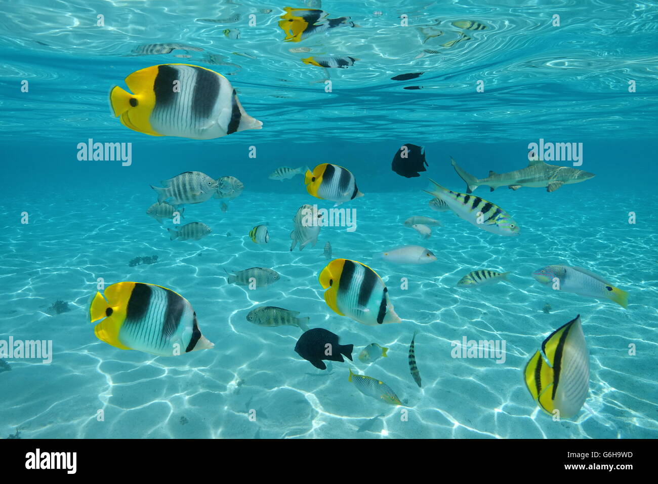 Schwarm von tropischen Fischen im flachen Wasser zwischen sandigen Meeresboden und Wasseroberfläche, Pazifik, Französisch-Polynesien Stockfoto