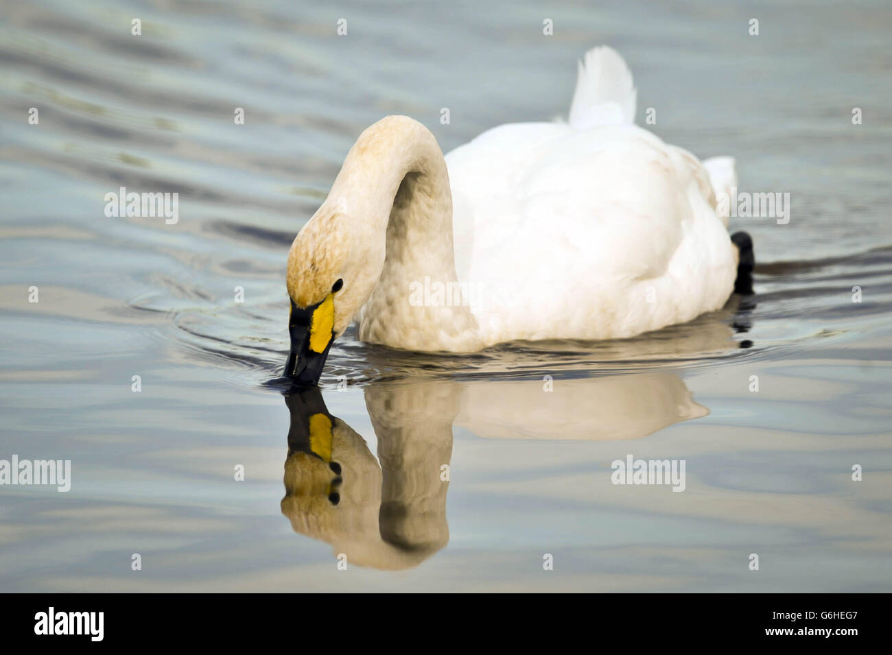 Ein erwachsener Schwan von Bewick macht Wellen mit seinen Füßen unter Wasser, während er sich am Slimbridge Wildfowl and Wetlands Centre vom Wasser ernährt, Wo es jetzt 17 Schwäne gibt, die seit dem 27. Oktober kontinuierlich nach Slimbridge kommen, nachdem sie sich für den Winter von Sibirien bis in den Südwesten Großbritanniens aufgemacht haben. Stockfoto