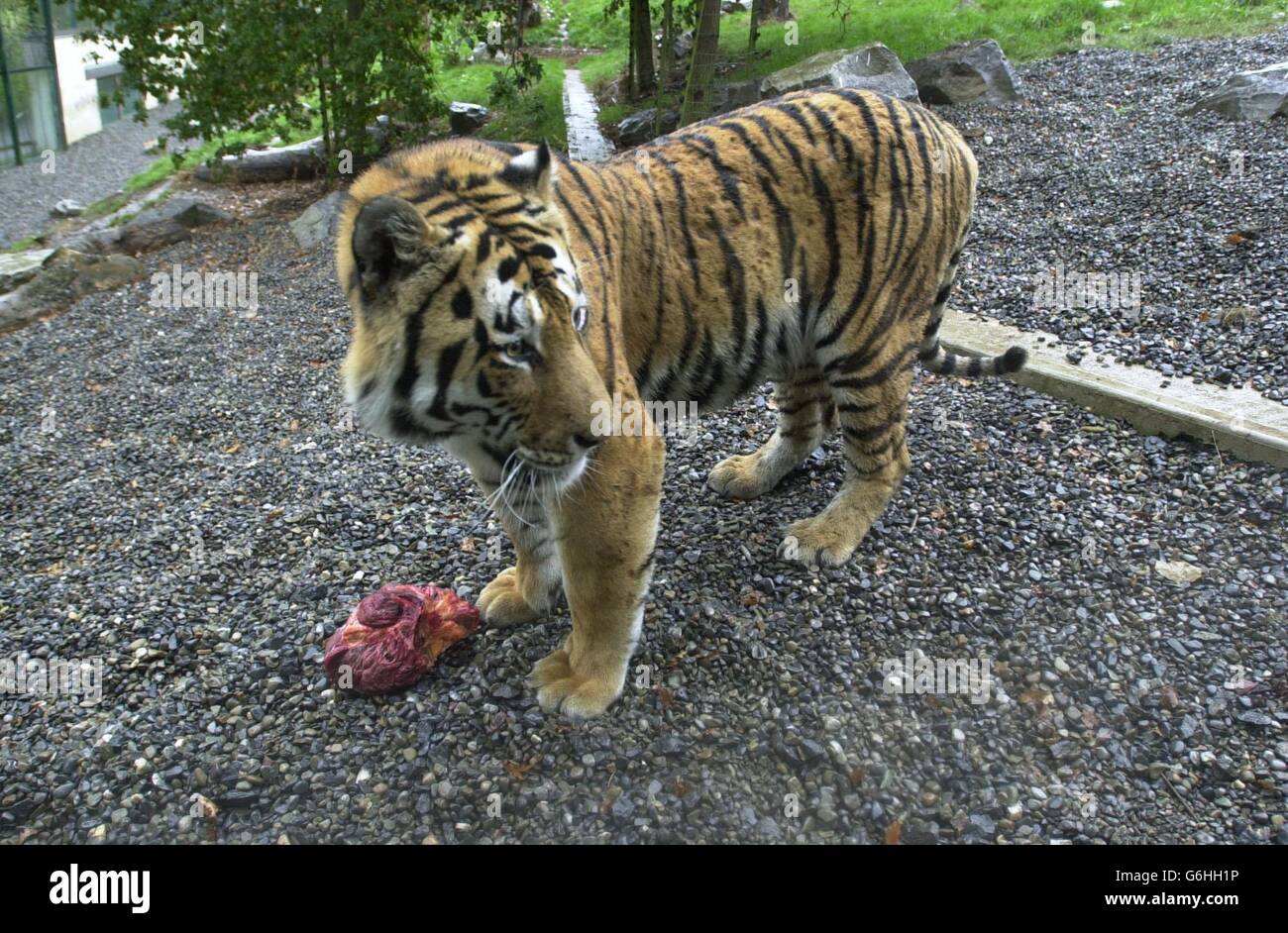 Ratna, ein vierzehn Wochen altes Sumatra-Tigerjunges, das heute Morgen im Zoo von Dublin als Tochter ihrer Mutter Sigra, 22. Juni 2003, geboren wurde, während sie von ihren Hütern auf Fleisch entwöhnt wurde. Dublin Zoo ist Teilnehmer der European Association of Zoos and Aquaria Tiger Campaign, um Geld für die Erhaltung von Tigern in der Wildnis zu sammeln und hofft, 50,000 Euro zu sammeln. Stockfoto