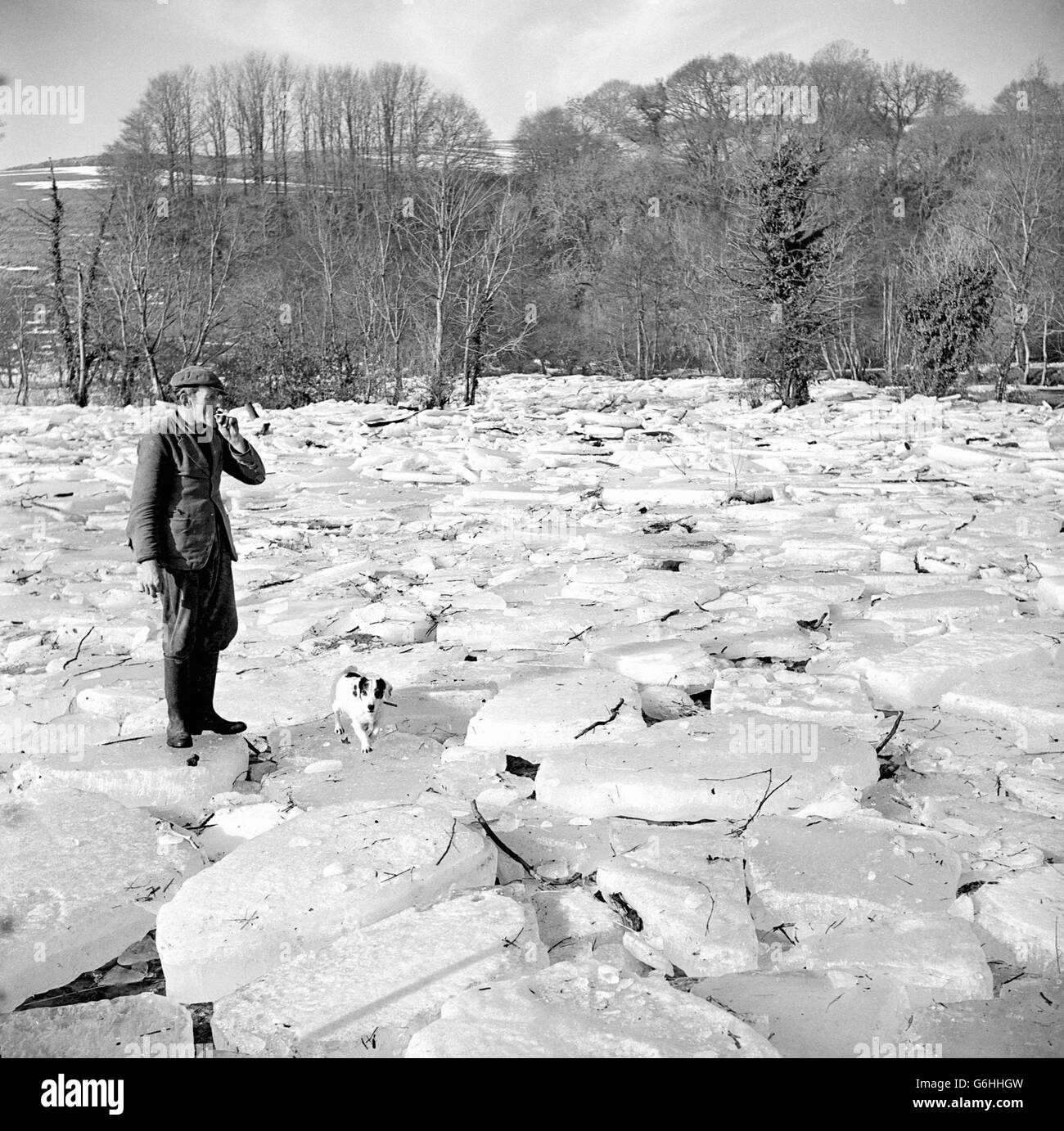 Als Bill Maynard, ein Landwirt in Thorverton, nahe Exeter, zu Bett ging, war dieses zwei Hektar große Feld mit Wasser aus dem überfluteten Fluss exe bedeckt. Als er aufwachte, war das Wasser abgeklungen und hatte diese „Ernte“ von Eisschollen hinterlassen. Die Schollen, von denen einige bis zu drei Fuß dick waren, waren durch das Tauwetter gelockert und aufgebrochen und mit der Strömung stromabwärts getragen worden. Stockfoto