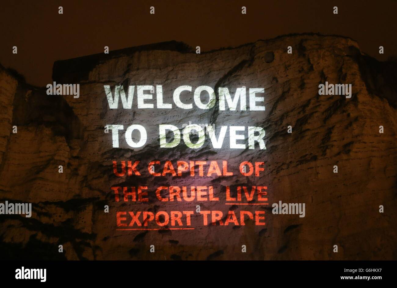 Eine Projektion auf die White Cliffs of Dover in Kent von Compassion in World Farming, die gegen den Export lebender Tiere durch den Hafen protestiert. Stockfoto
