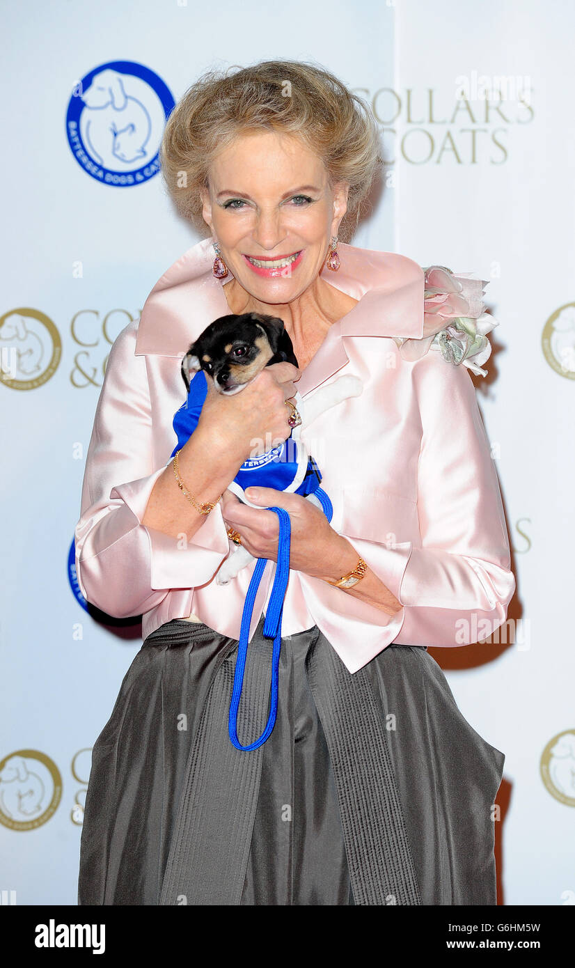 Prinzessin Michael von Kent nimmt an der Gala-Ball von Battersea Dogs and Cats Home mit Collars and Coats im Battersea Evolution, London, Teil. DRÜCKEN SIE VERBANDSFOTO. Bilddatum: Donnerstag, 7. November 2013. Das Foto sollte lauten: Ian West/PA Wire Stockfoto