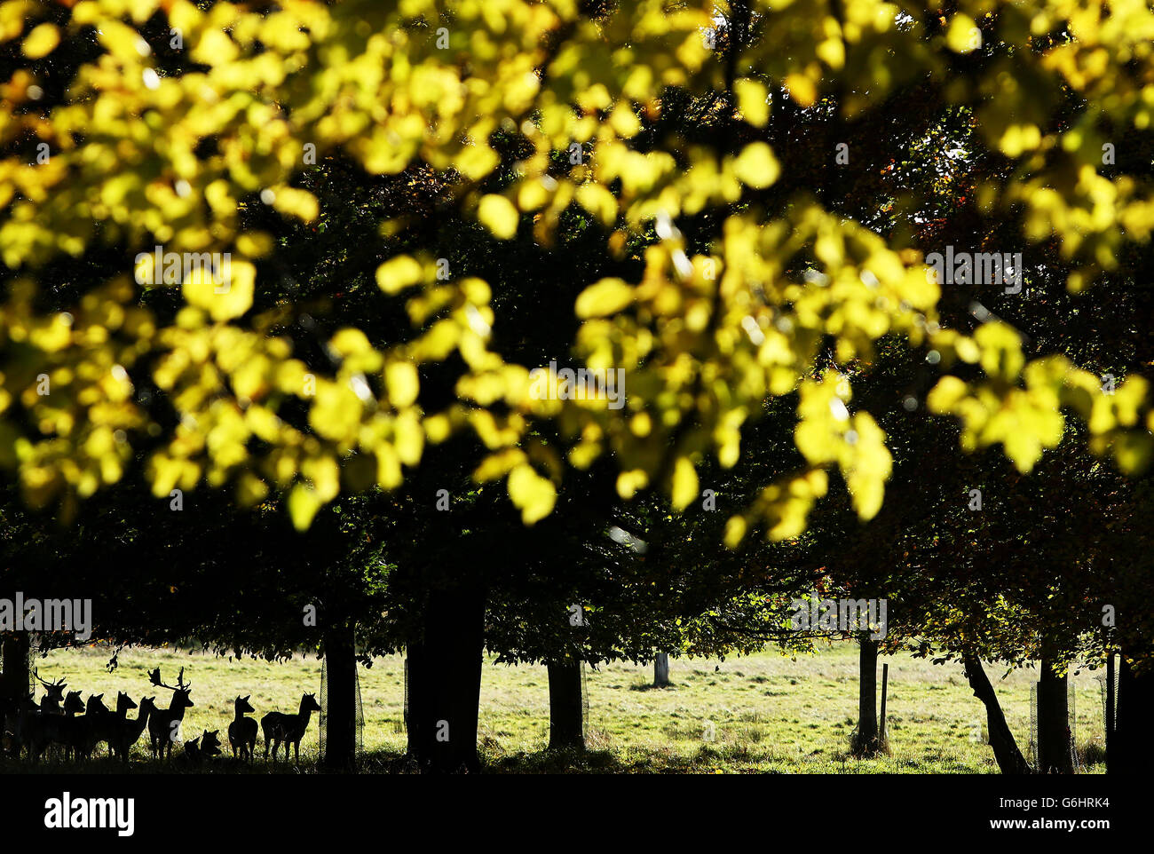 Ein allgemeiner Blick auf Hirsche in der Sonne im Phoenix Park, Dublin. DRÜCKEN Sie VERBANDSFOTO. Bilddatum: Dienstag, 12. November 2013. Bildnachweis sollte lauten: Brian Lawless/PA Wire Stockfoto