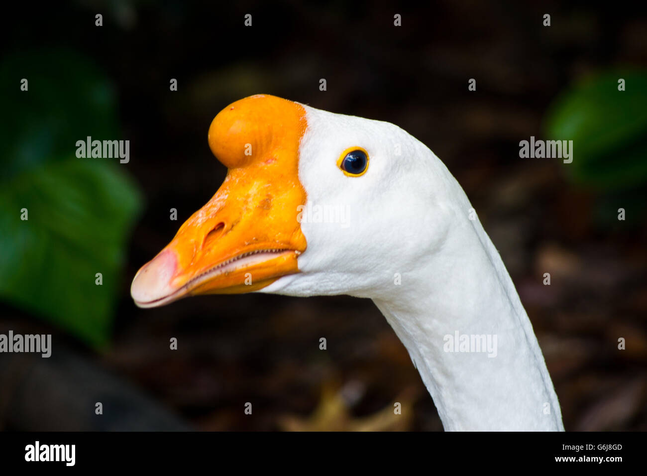 Tiere-Vorhänge, Chinesisch Gans Federn von weißen und hellen orangefarbenen Schnabel Stockfoto