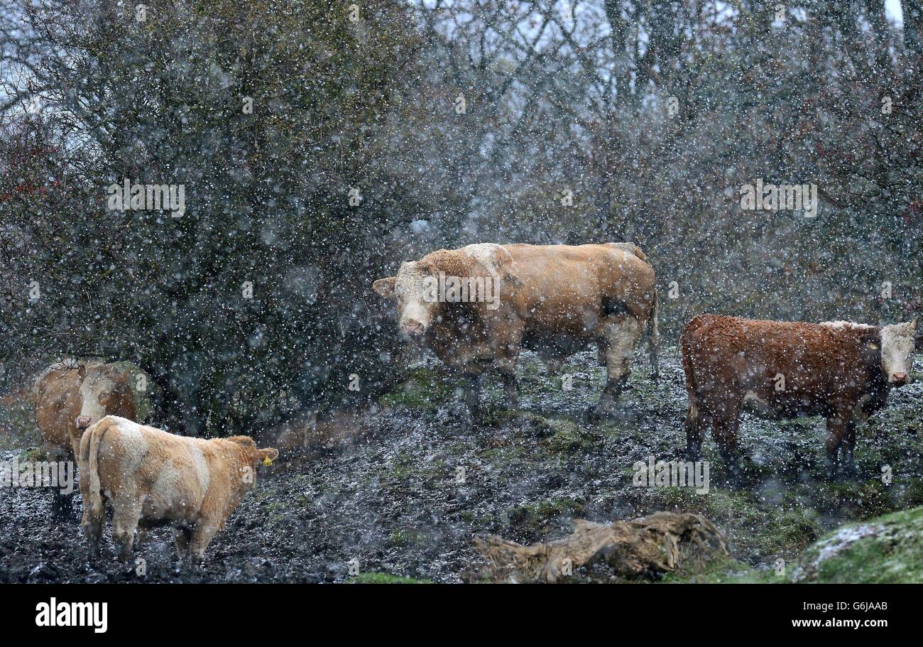 Rinder trotzen einem Schneesturm, der durch Seaton Sluice, North Tyneside fegt, während die winterlichen Bedingungen in ganz Großbritannien hereinwehen. Stockfoto