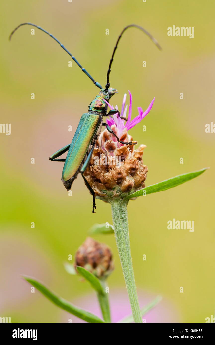 Moschus-Käfer, Deutschland / (Aromia Moschata) Stockfoto