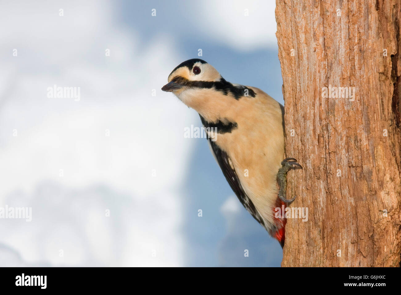 Great spotted Woodpecker, Deutschland / (Dendrocopos major) Stockfoto