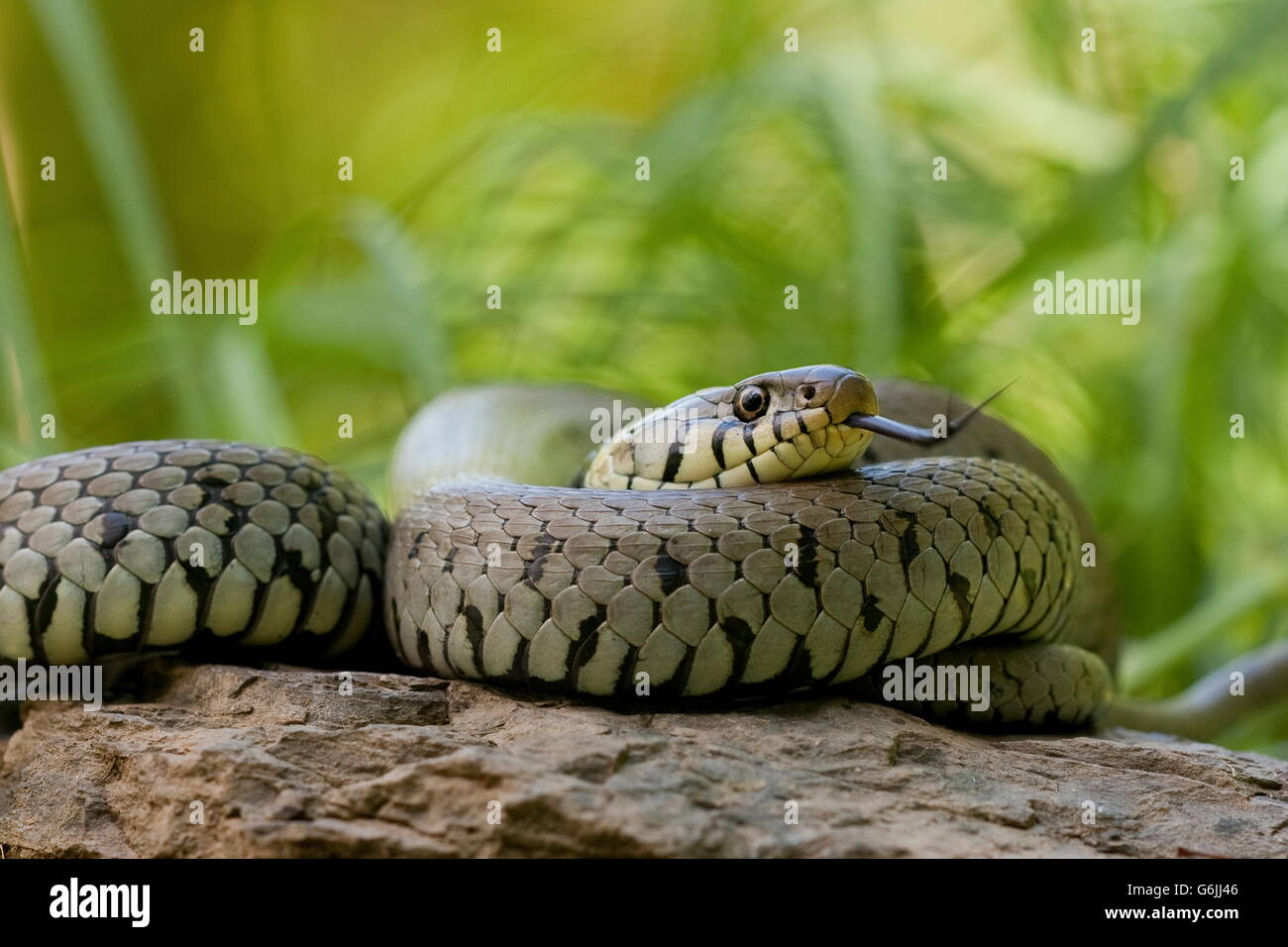 Ringelnatter, Deutschland / (Natrix Natrix) Stockfoto