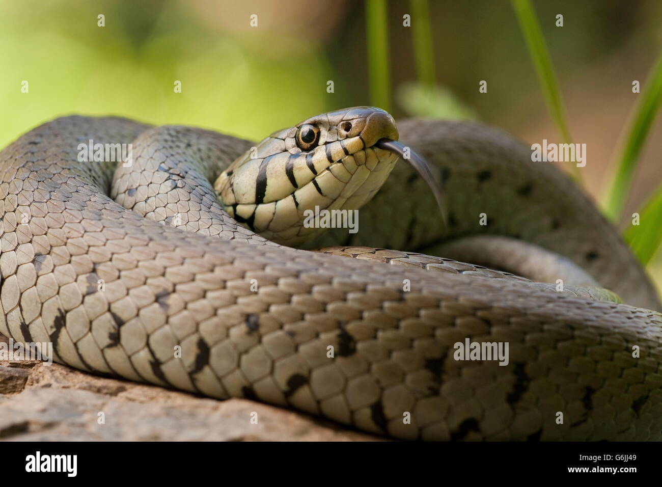 Ringelnatter, Deutschland / (Natrix Natrix) Stockfoto