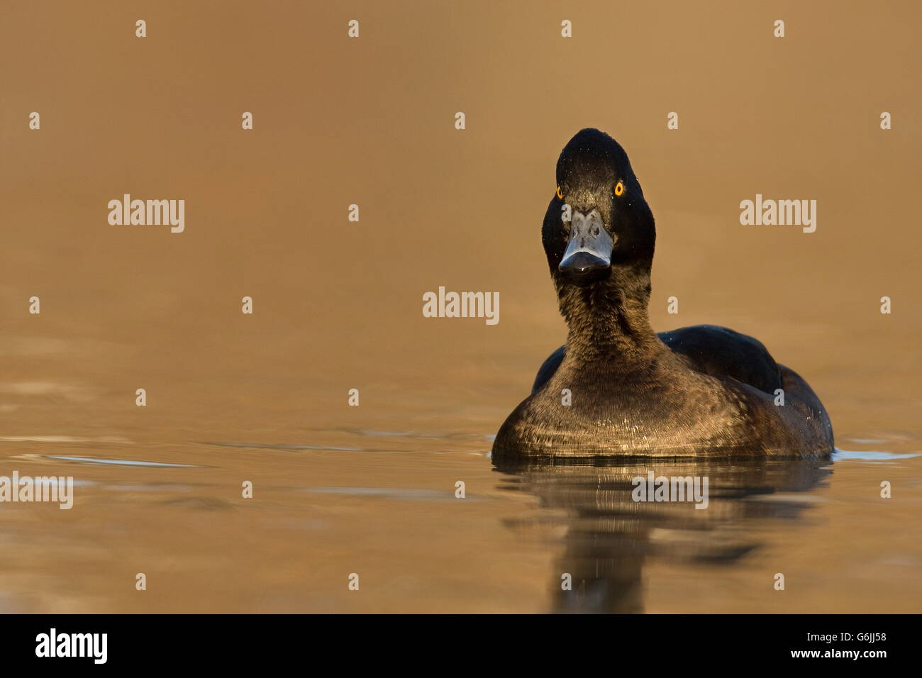 Reiherenten, Weiblich, Deutschland / (Aythya Fuligula) Stockfoto