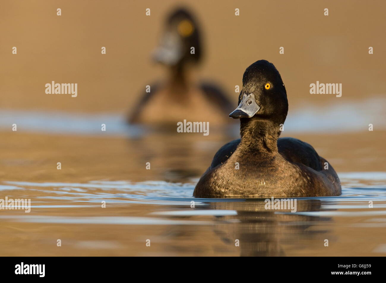 Reiherenten, Weiblich, Deutschland / (Aythya Fuligula) Stockfoto