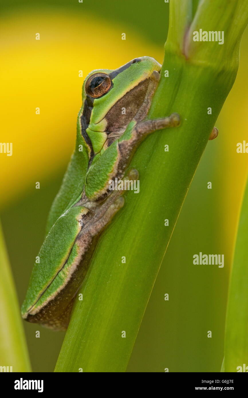 Europäischer Laubfrosch, Deutschland / (Hyla Arborea) Stockfoto