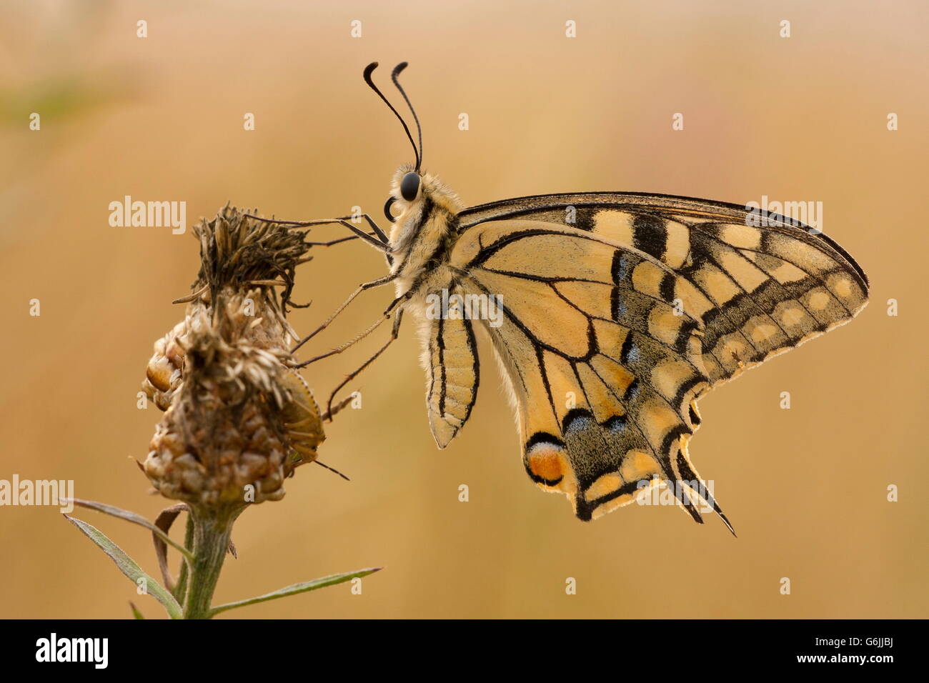 Alten Welt Schwalbenschwanz, Deutschland / (Papilio Machaon) Stockfoto