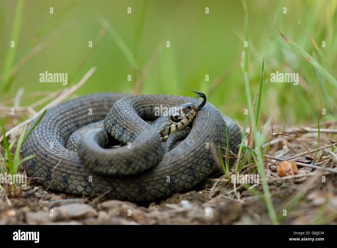 Ringelnatter, Deutschland / (Natrix Natrix) Stockfoto