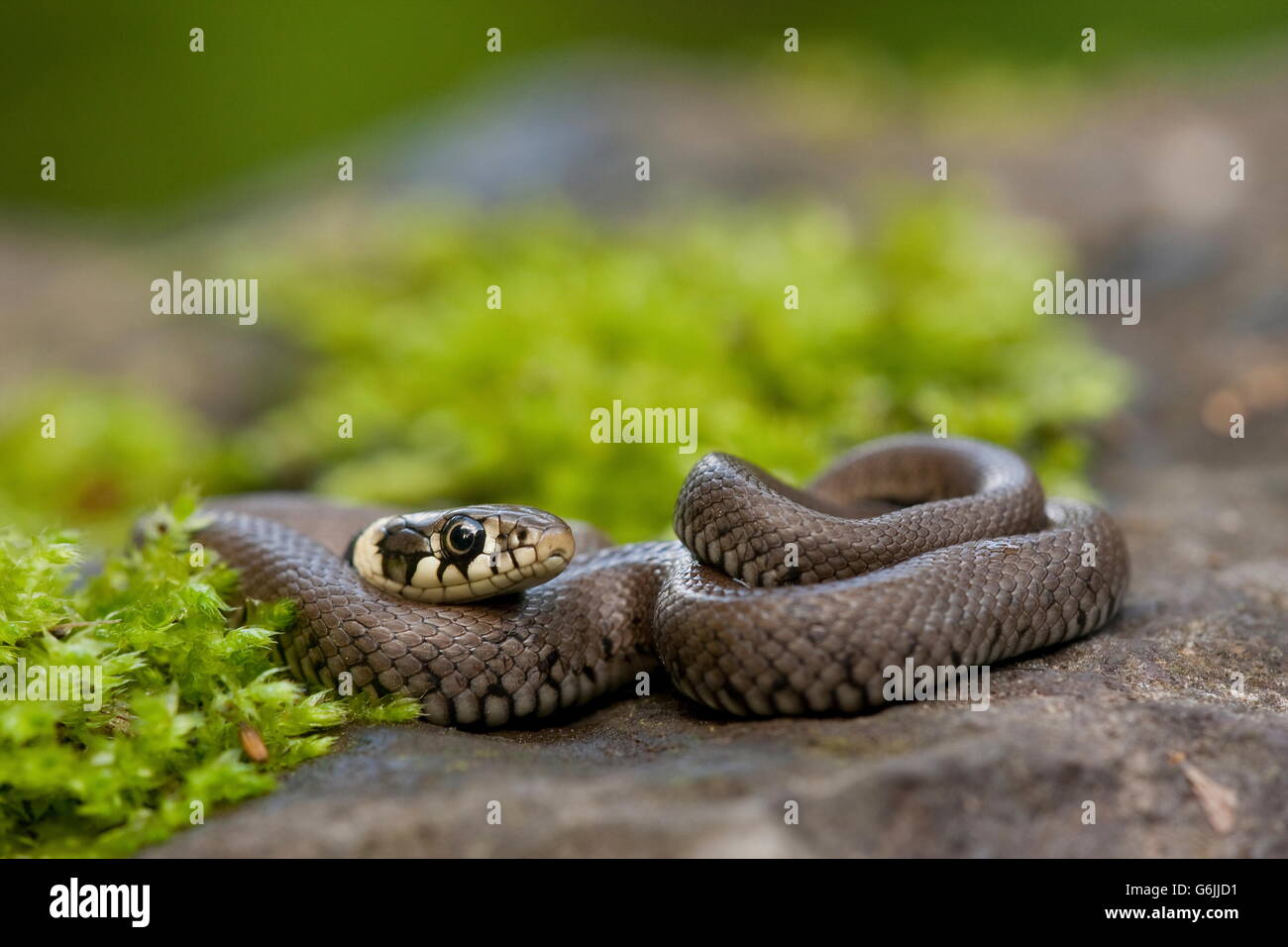 Ringelnatter, Deutschland / (Natrix Natrix) Stockfoto