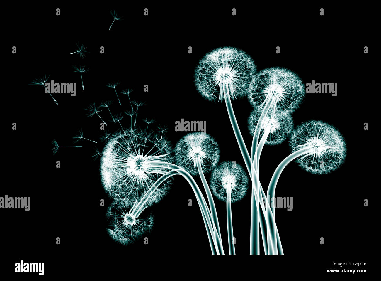 Röntgenbild einer Blume isoliert auf schwarz, Löwenzahn Taraxacum 3D-Illustration Stockfoto