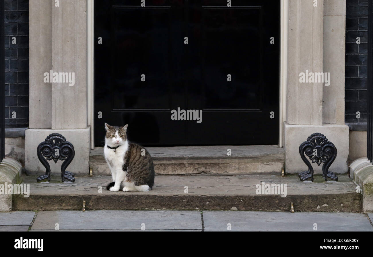 Larry Downing Street Katze auf den Stufen der 10 Downing Street, London, nachdem Großbritannien gestimmt, der Europäischen Union in einer historischen Volksabstimmung zu verlassen die Westminster Politik in Unordnung geworfen hat und schickte das Pfund auf den Weltmärkten taumeln. Stockfoto