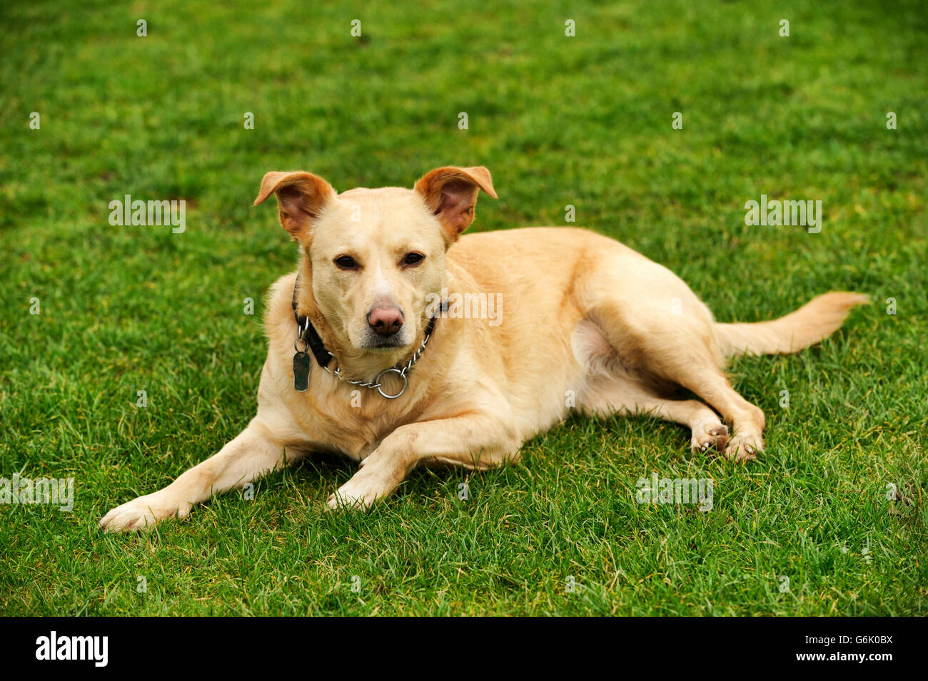 Labrador Retriever Hund überqueren Stockfoto