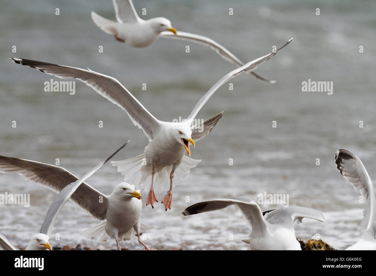 Europäische Silbermöwen (Larus Argentatus) Streit um Brot, einer von ihnen schreien, Rosemarkie, Black Isle, Schottland Stockfoto