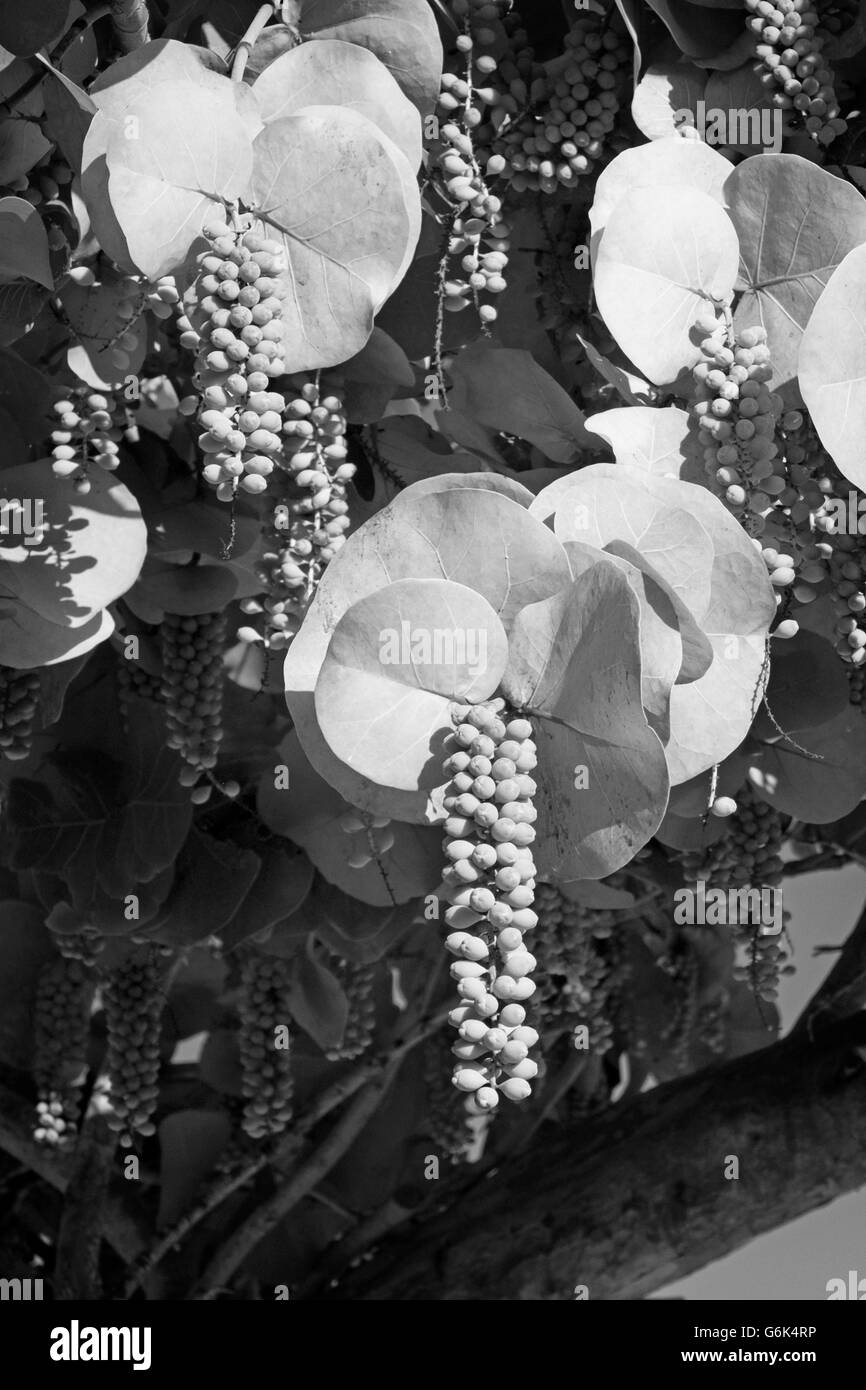 Coccoloba Uvifera Obst, Colliers Beach, Grand Cayman im schwarzen & weiß Stockfoto