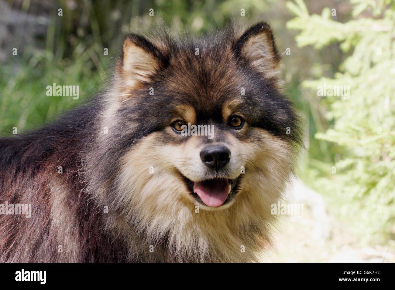 Finnische lapphund Stockfoto