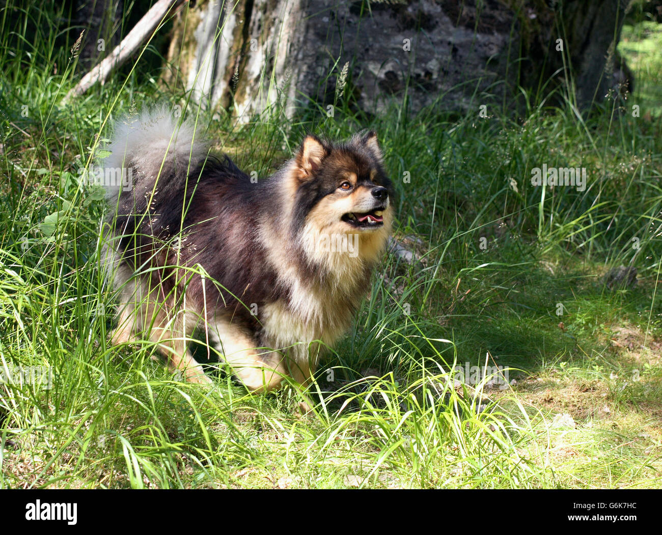 Finnische lapphund Stockfoto