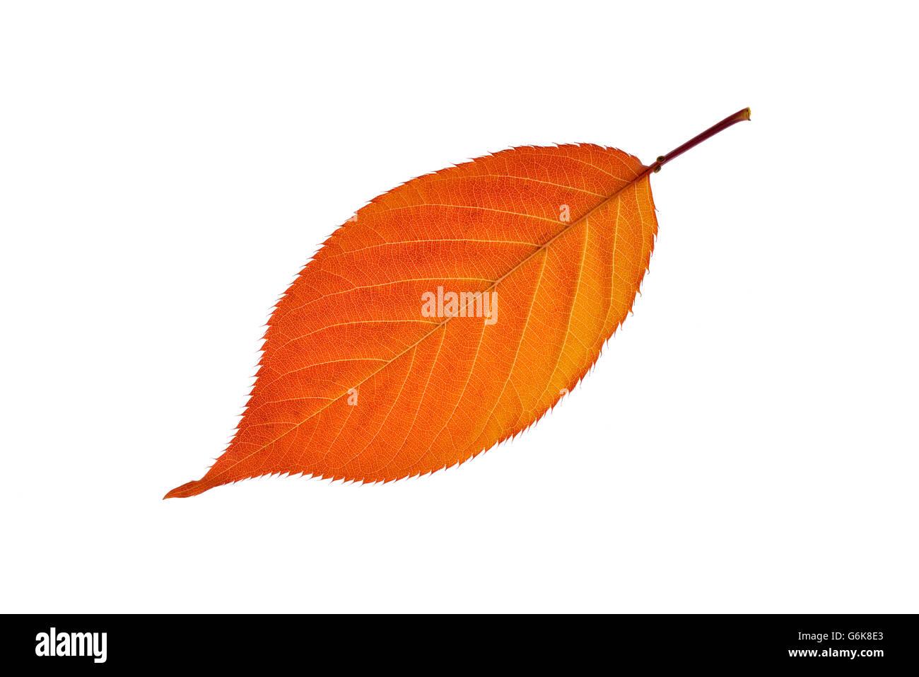 Herbst Blatt der Kirschbaum vor weißem Hintergrund Stockfoto