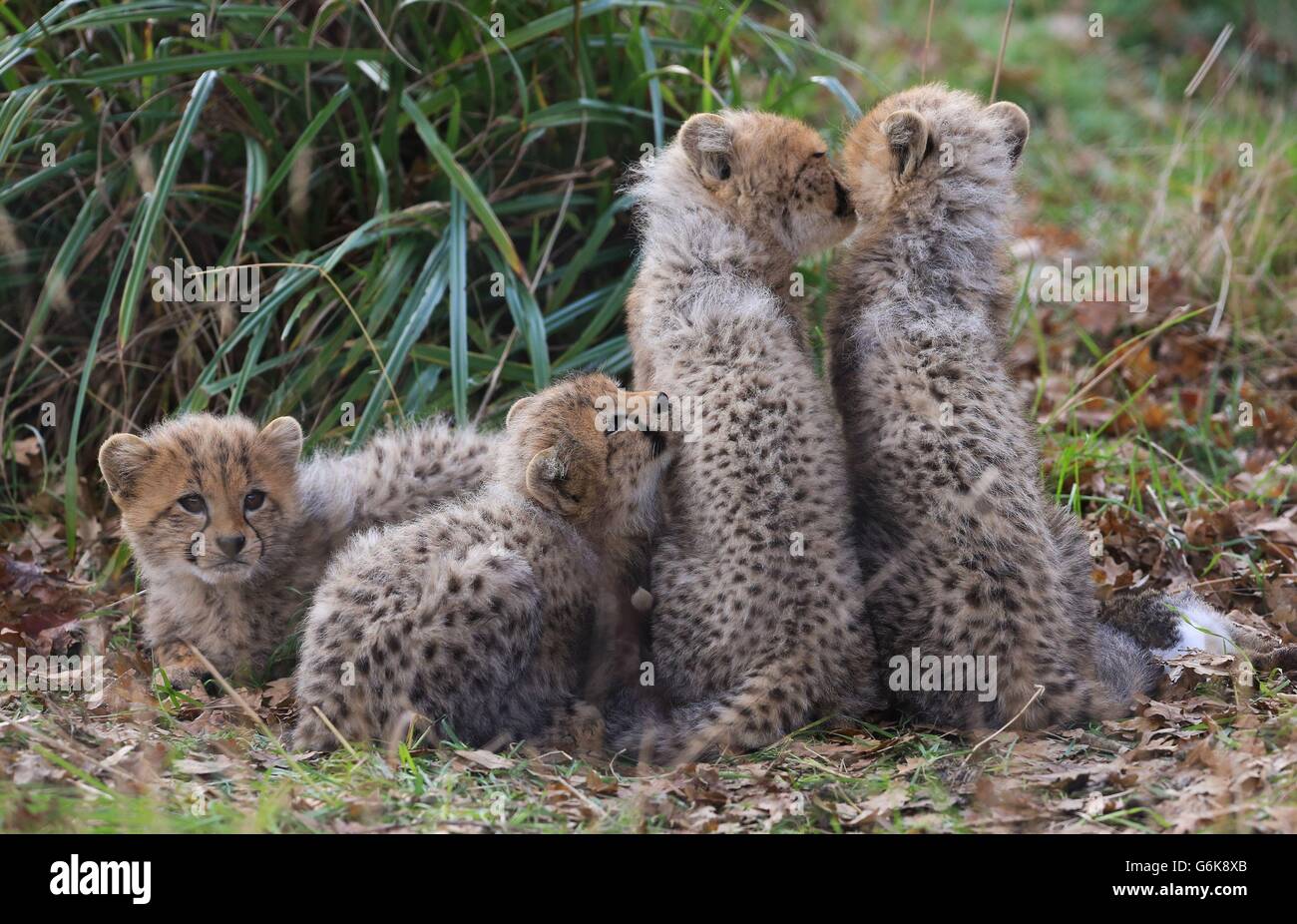 Zwei männliche und zwei weibliche, noch nicht benannte Southern Cheetah-Jungen spielen in ihrem Gehege, als sie ihr öffentliches Debüt im Port Lympne Wild Animal Park in der Nähe von Ashford, Kent, geben. Stockfoto