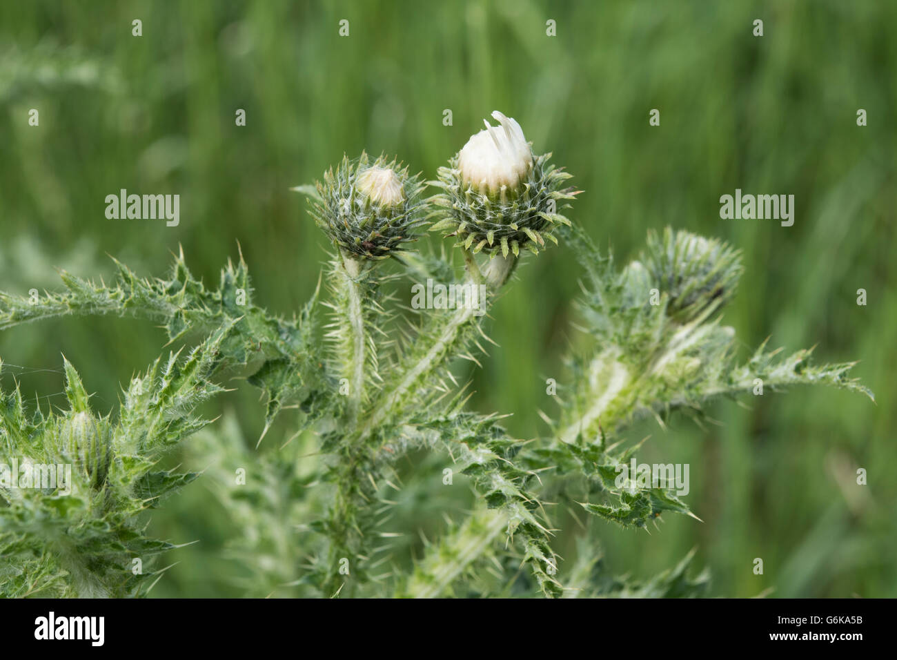 Marsh Distel, Cirsium Palustre var. Alba, wächst in einem feuchten bündig, Surrey, UK. Juni. Stockfoto