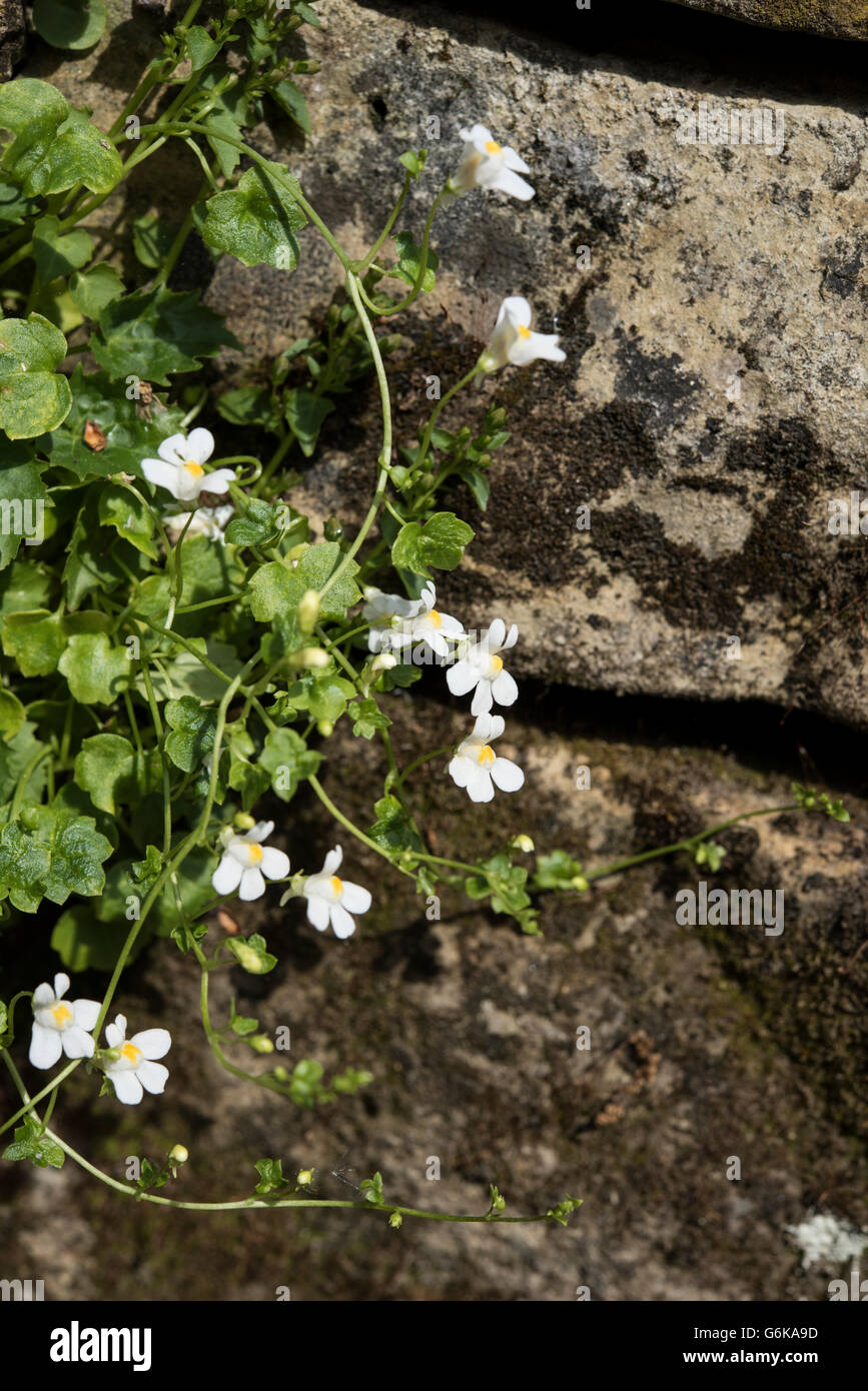 Efeu-leaved Leinkraut, Cymbalaria Muralis var. Alba, wachsen auf einer Wand in Surrey, UK. Juni. Stockfoto