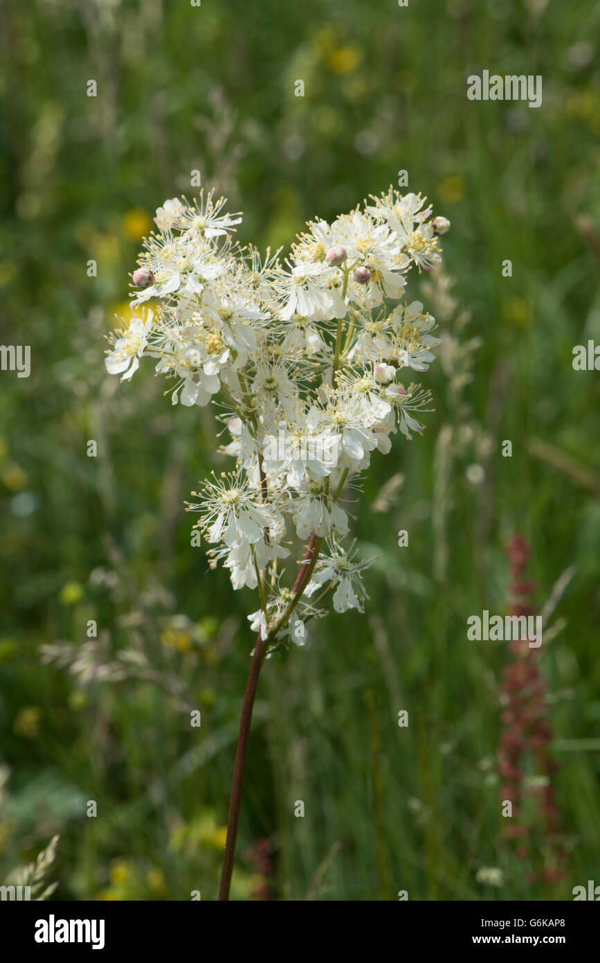 Asiatische, Filipendula Vulgaris, wächst in einer Wasser-Wiese, Surrey, UK. Juni. Stockfoto
