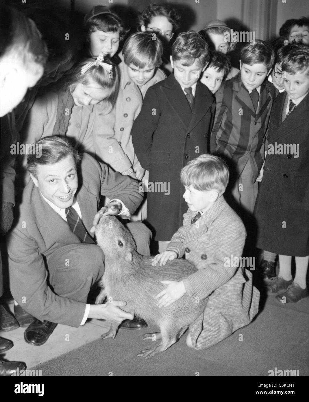 Mit DAVID ATTENBOROUGH, um sein gewohntes fröhliches Vertrauen zu wecken, streichelt der sechsjährige MICHAEL WEBB von Kingsbury eine Capybara, nachdem David an der Royal Geographical Society in Kensington, London, Kindern Vorträge über die "Zoologische Expedition nach British Guiana" gehalten hatte. Stockfoto