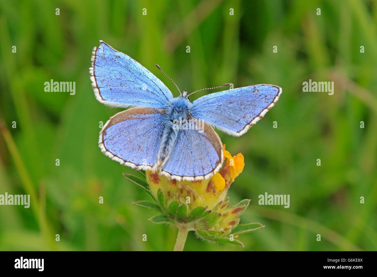 Männlichen Erwachsenen Adonis Blue Butterfly gehockt Horseshoe Vetch Stockfoto