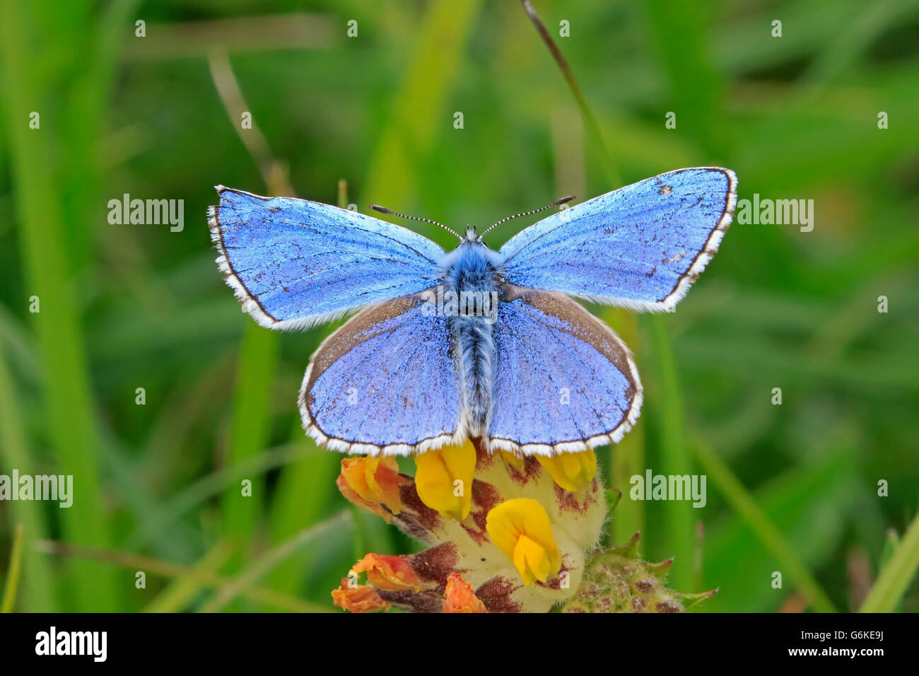 Männlichen Erwachsenen Adonis Blue Butterfly gehockt Horseshoe Vetch Stockfoto