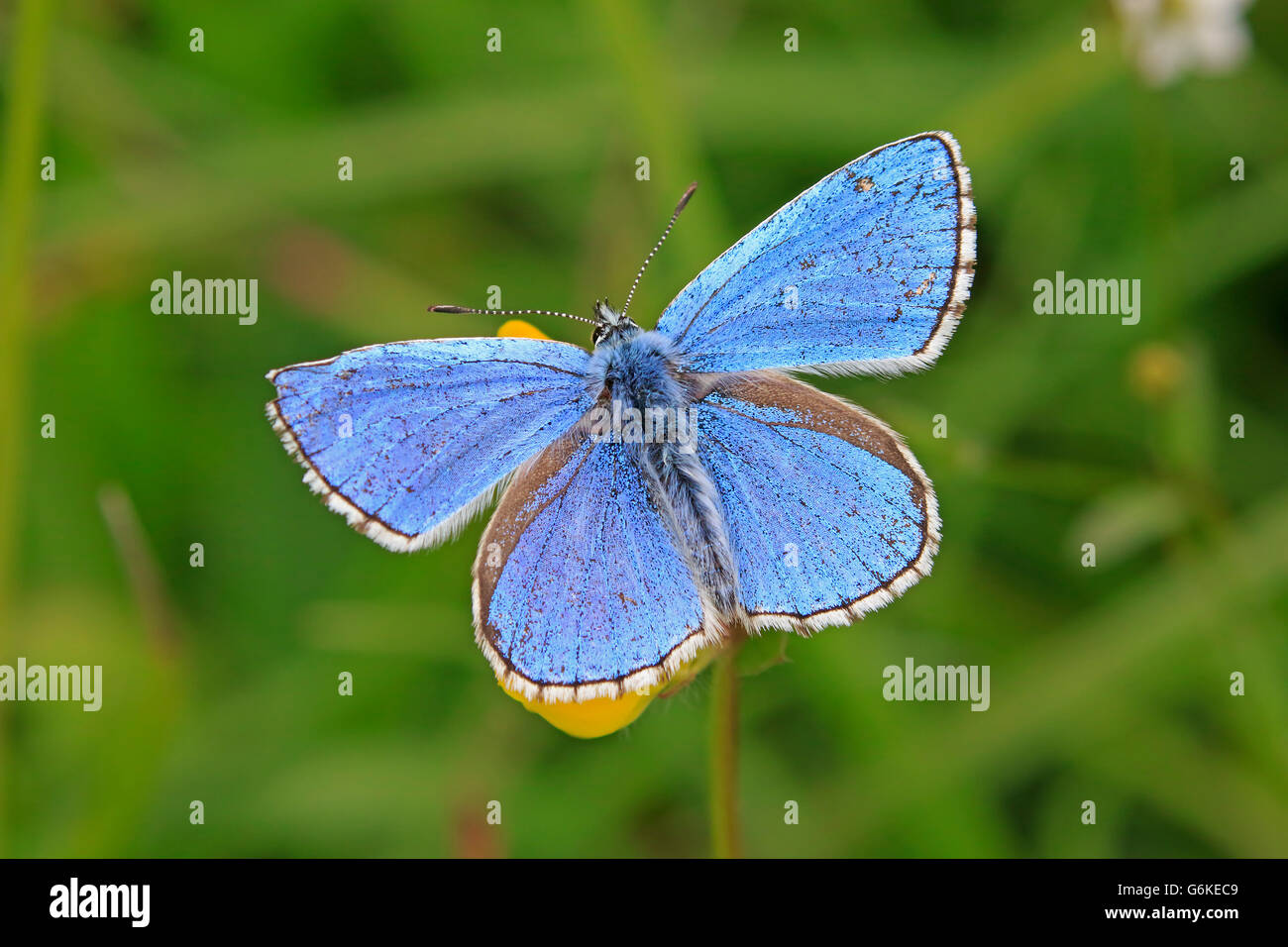 Männlichen Erwachsenen Adonis Blue Butterfly gehockt Horseshoe Vetch Stockfoto